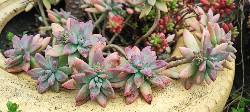 Suculenta vendo estacas