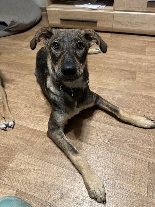 У пошуках дому та люблячої родини