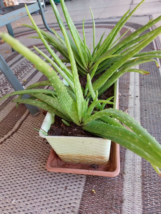 Pezinhos de Aloe vera