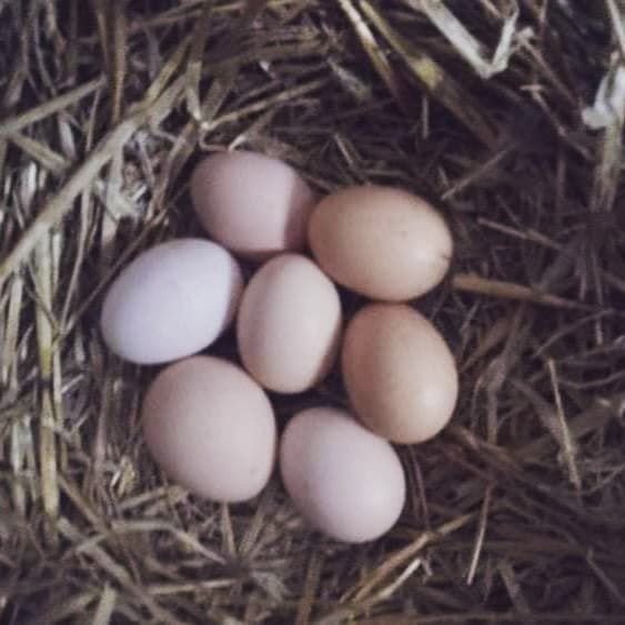 Sprzedam jajka od kur z wolnego wybiegu