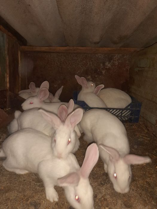 Продам термонців