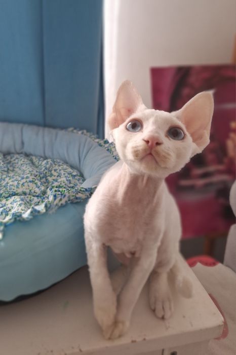 Piękny kocurek niebieskooki devon rex