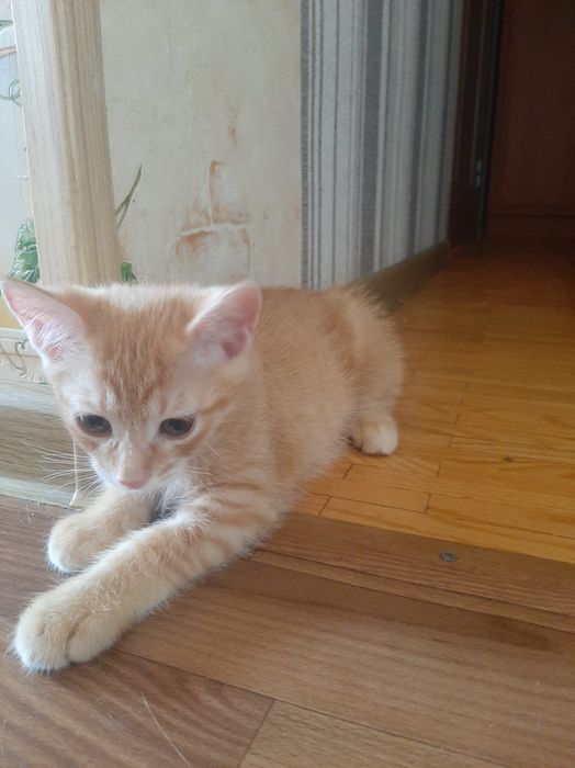 В добрі руки кошеня хлопчик