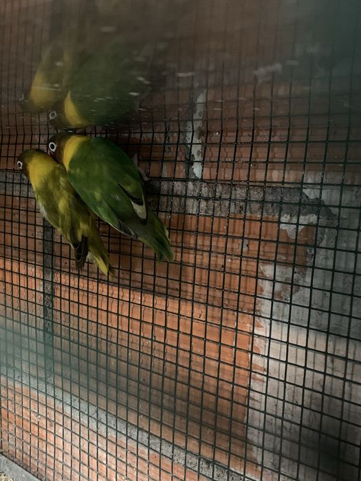 Alguns agapornis disponiveis