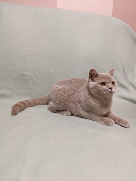 Британский лиловый котёнок