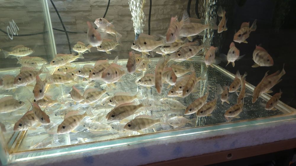 Ziemiojady Red Head Tapajós