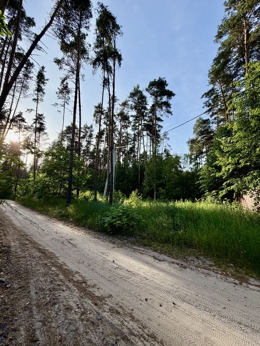 50 соток у сосновому лісі | Під базу відпочинку, котеджі, інвестицію