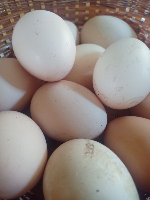 Ovos de galinha caseiros