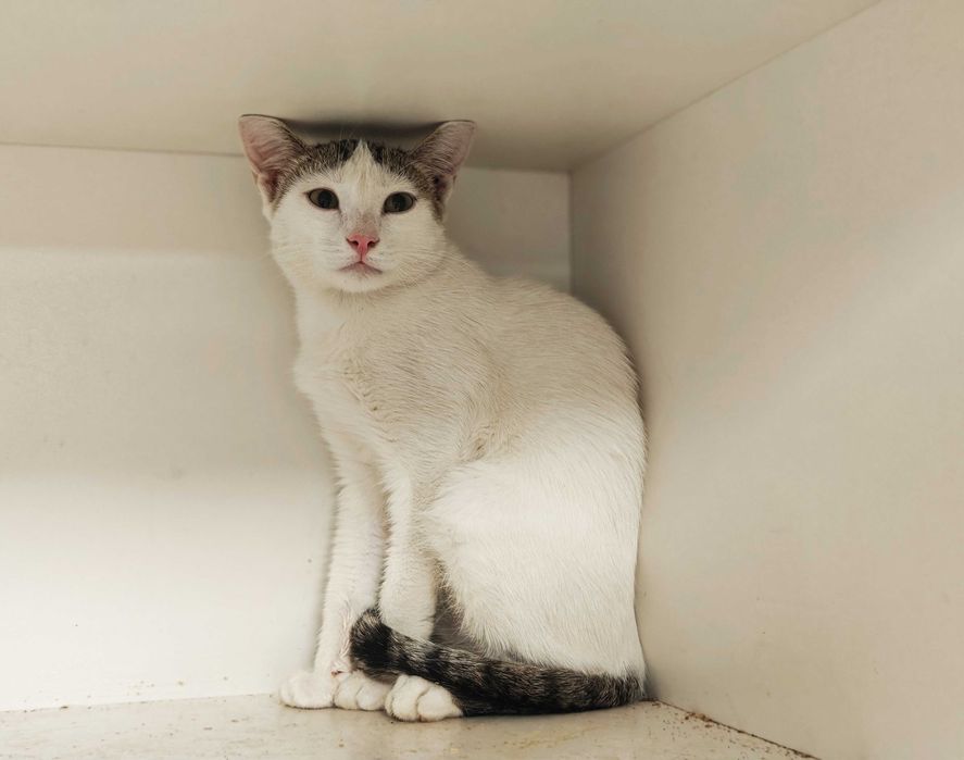 Ясік, 10 міс – лагідний муркотун шукає домівку! кіт кошеня кішка