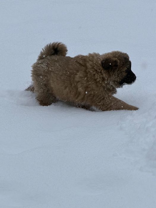 Чау чау цуценята дівчатка