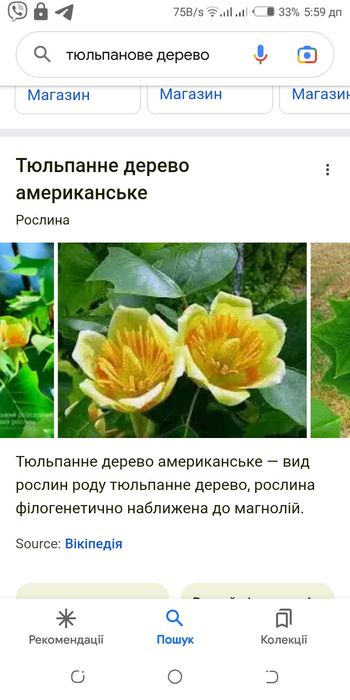 Дім сад город.Тюльпанове дерево.