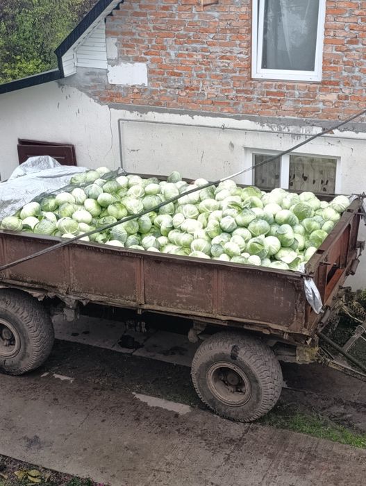 Продається капуста агресор є об'єми: 15 грн. - Продукти харчування ...