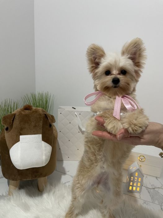 Помапу — Гарантовано закохаєтесь з першого погляду