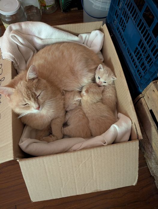 Кішка,киця ,кошеня,котик