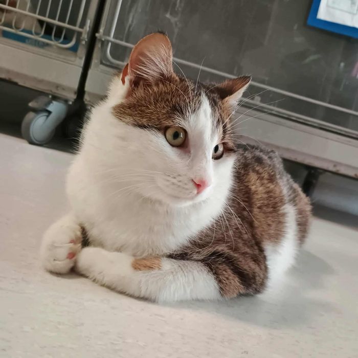 Zbyszek to bardzo kontaktowy kocurek