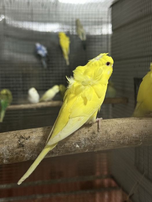 Periquitos Hagoromo e Normais