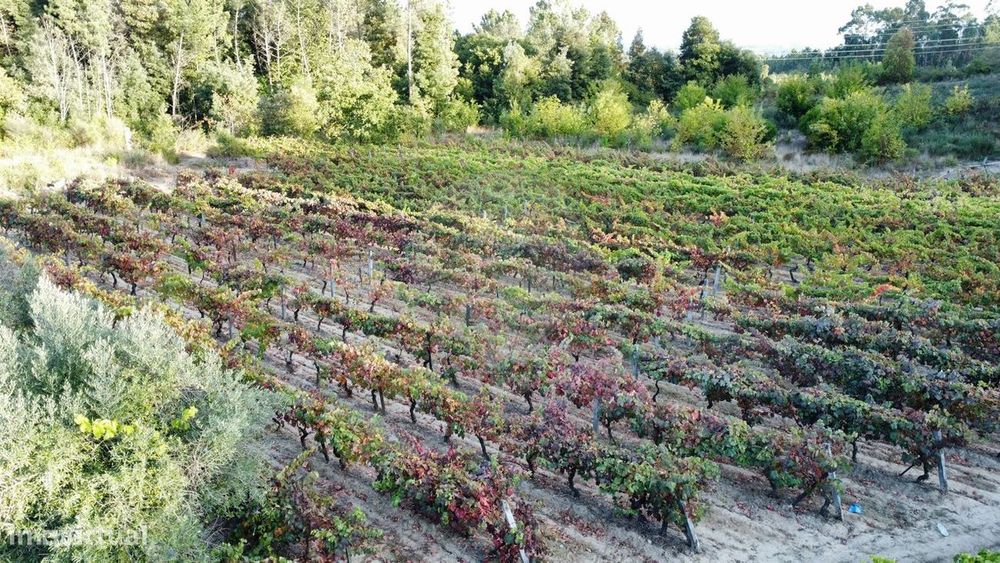 Terreno  para venda