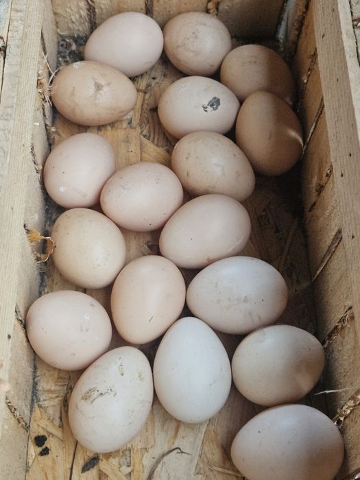 Jaja lęgowe bażant bananowy