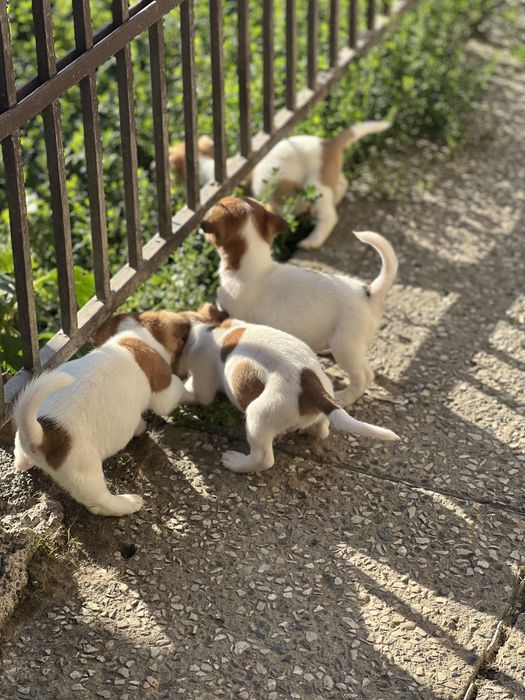 Джек рассел ( дівчатка і хлопчики ) біколорного окрасу