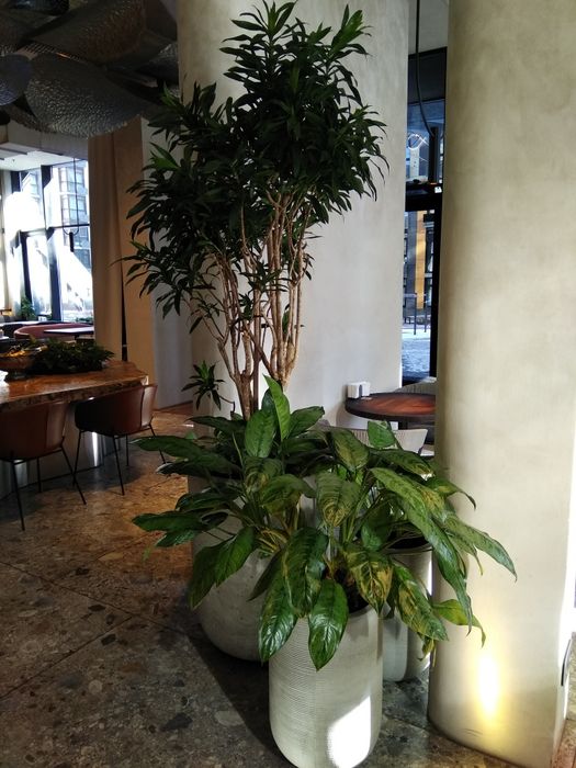 Професійний догляд за кімнатними рослинами фітостінами Лікування