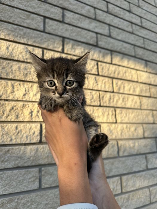 Відам кошенят є хлопчик і дівчинка