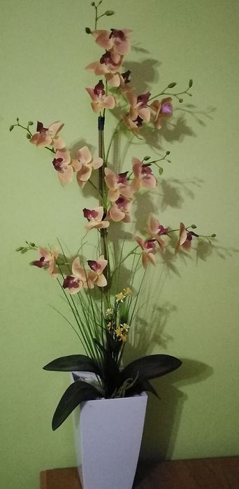 Storczyk na różne okazje