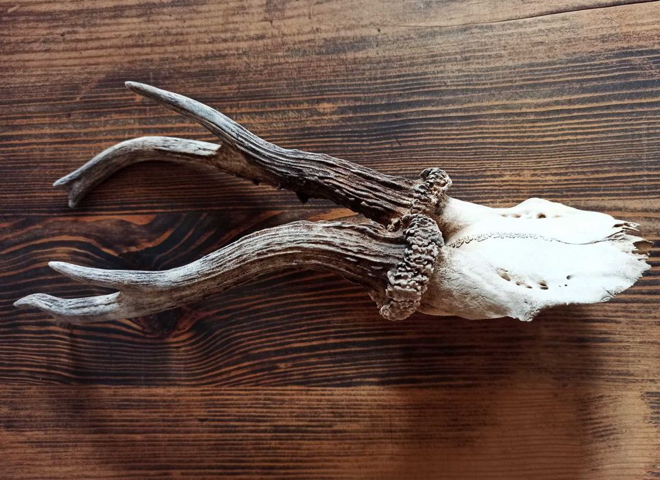 Parostki kozła, myłkus na desce, trofeum