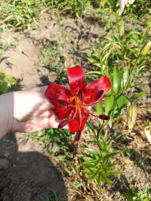 Лілії різні, секрет бокс