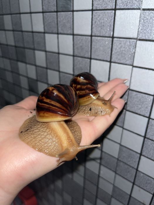 Продам Ахатин Іммакулята