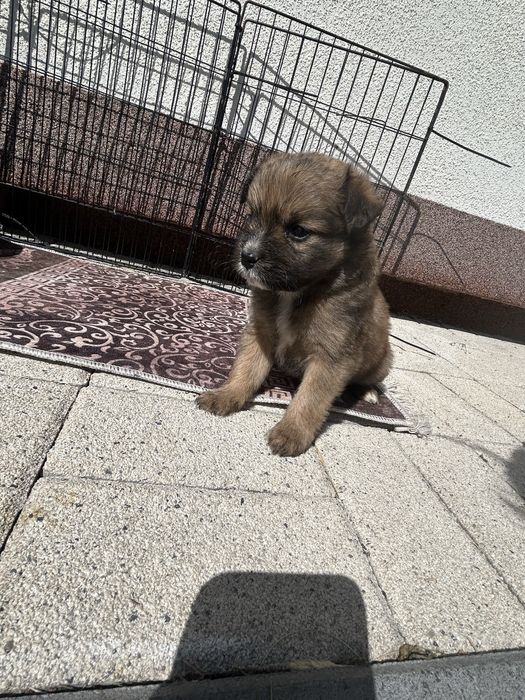 Szczeniak pies maltańczyk maltipoo