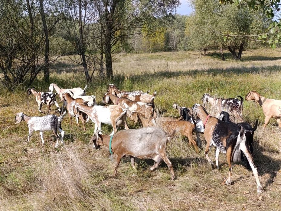 100% англо-нубійські кози