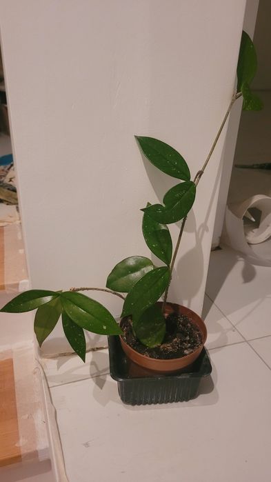 Kwiaty domowe różne