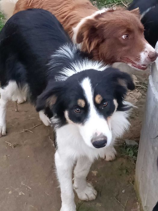 Border Collie pies