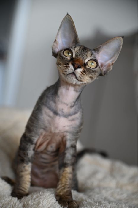 Koteczka Devon Rex