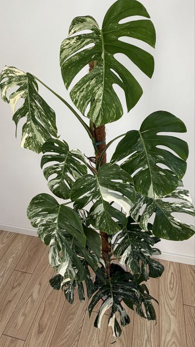 Monstera variegata 15 lisci 160 cm