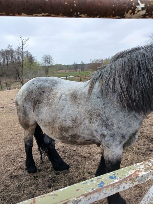 Sprzedam Konia Klacz zimnokrwista