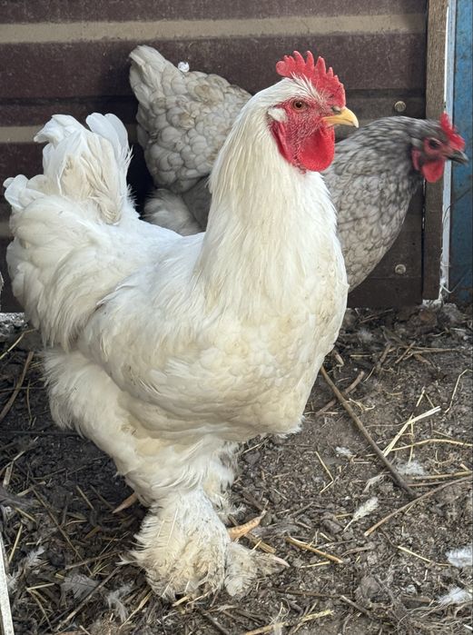 Кури кохінхін пара