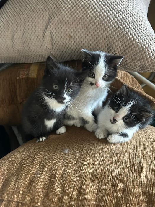 Małe kotki do oddania – 3 urocze kociaki, pilnie szukają domu