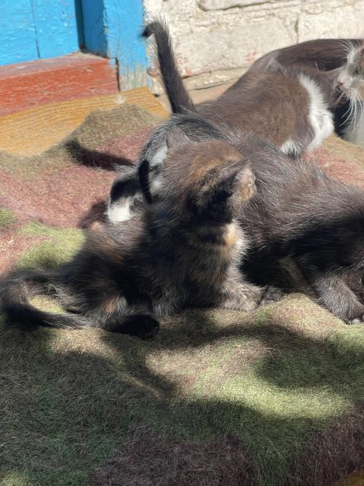 Кіцьки в добрі руки, безкоштовно.