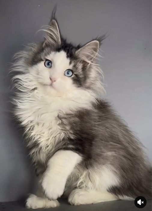 Самые красивые Мейн Куны с голубыми глазами. Девочка. Полидакт!