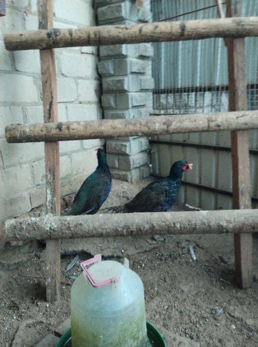 Румунський фазан фазанята