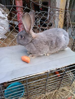 Sprzedam króliki