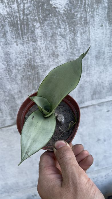 Сансевиерия Муншайн