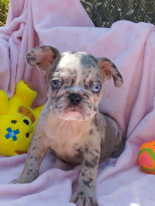 Дівчинка французького бульдога