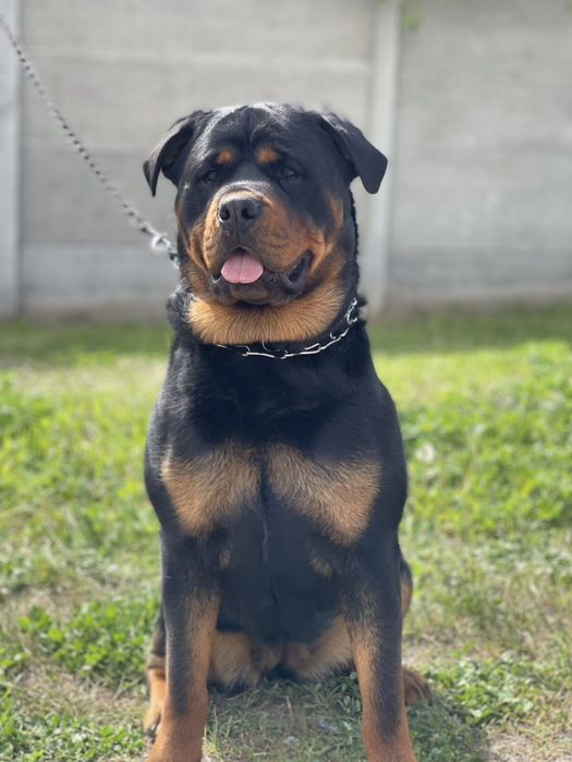 Щенки Породы Ротвейлер