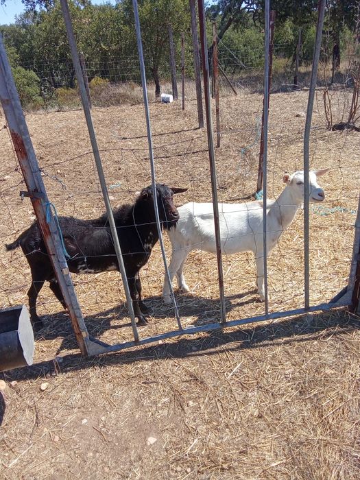 Casal de cabras para venda ou troca
