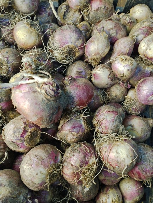 Геоцинт. Цибулини