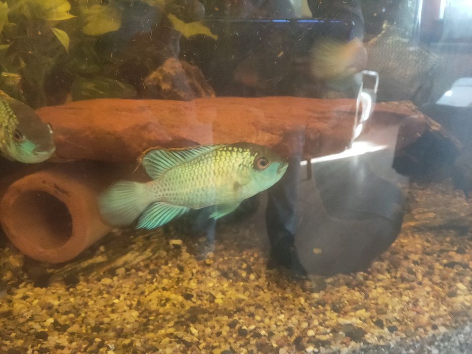 Ryby Pielęgnica Akara Blue Electric