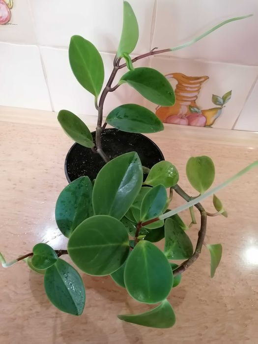 Пеперомія туполистна, кімнатна рослина.