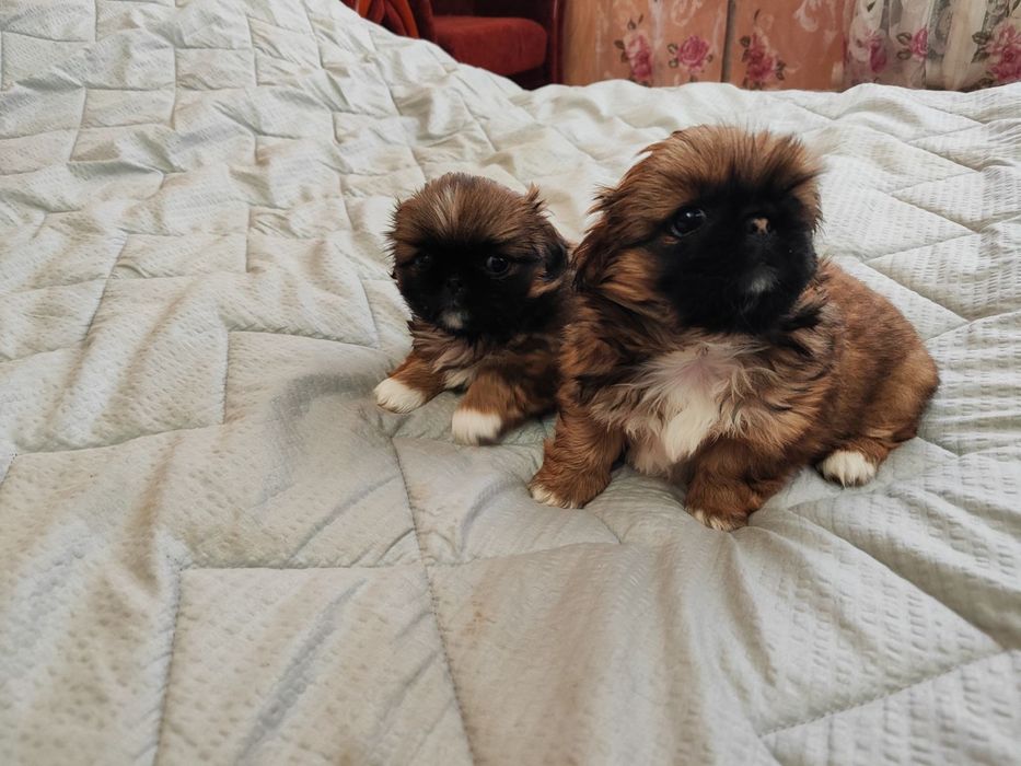 Продам Пікінесів